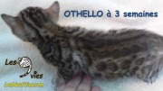 Chat-bengal-OTHELLO 2016-03-11 (3)