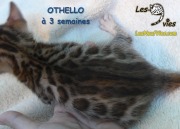 Chat-bengal-OTHELLO 2016-03-11 (5)