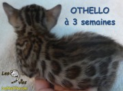 Chat-bengal-OTHELLO 2016-03-11 (8)