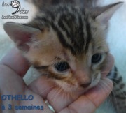 Chat-bengal-OTHELLO 2016-03-11 (9)