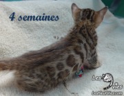 Chat-bengal-OTHELLO 2016-03-16 (14)