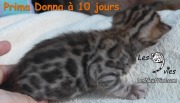 Chat-bengal-PRIMA-DONNA 2016-02-28 (5)