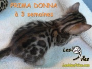 Chat-bengal-Prima-Donna a 3 semaines 2016-03-11 (6)