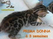 Chat-bengal-Prima-Donna a 3 semaines 2016-03-11 (7)