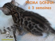 Chat-bengal-Prima-Donna a 3 semaines 2016-03-11 (8)
