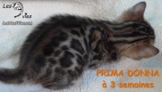Chat-bengal-Prima-Donna a 3 semaines 2016-03-11 (9)