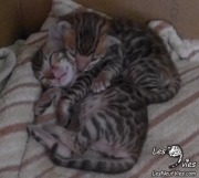 2018-12-18 Deux chatons bengals endormis