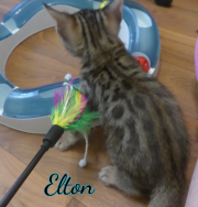 2019-07-16 Elton no 4
