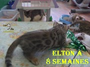 2019-07-23 Elton, chat bengal de 8 semaines (1)