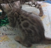 2019-07-23 Elton, chat bengal de 8 semaines (2)