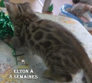 2019-07-23 Elton, chat bengal de 8 semaines (3)