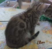 2019-07-23 Elton, chat bengal de 8 semaines (4)