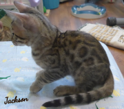 2019-08-19 Elton, chat bengal de 12 semaines (1)