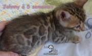 2019-07-05 Johnny,chat bengal de 5 semaines (1)