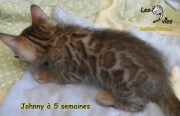 2019-07-05 Johnny,chat bengal de 5 semaines (2)