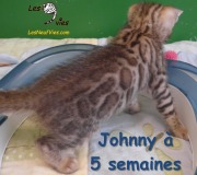 2019-07-05 Johnny,chat bengal de 5 semaines (3)
