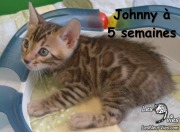 2019-07-05 Johnny,chat bengal de 5 semaines (4)