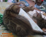 2019-07-23 Johnny, chat bengal de 8 semaines (2)
