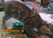 2019-07-23 Johnny, chat bengal de 8 semaines (3)