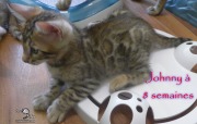 2019-07-23 Johnny, chat bengal de 8 semaines (4)