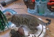 2019-07-23 Johnny, chat bengal de 8 semaines (5)