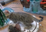 2019-07-23 Johnny, chat bengal de 8 semaines (5)
