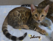 2019-08-19 Johnny, chat bengal de 12 semaines (1)