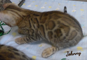 2019-08-19 Johnny, chat bengal de 12 semaines (2)