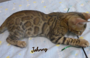 2019-08-19 Johnny, chat bengal de 12 semaines (3)