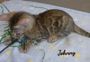 2019-08-19 Johnny, chat bengal de 12 semaines (4)