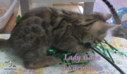 2019-07-23 Lady Gaga, chat bengal de 8 semaines (1)