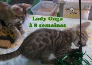 2019-07-23 Lady Gaga, chat bengal de 8 semaines (4)