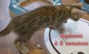 2019-07-23 Madonna, chat bengal de 8 semaines (2)