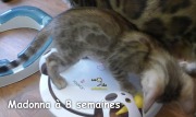 2019-07-23 Madonna, chat bengal de 8 semaines (3)