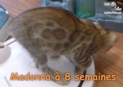 2019-07-23 Madonna, chat bengal de 8 semaines (4)