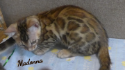 2019-08-19 Madonna, chatte bengale de 12 semaines (1)