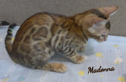 2019-08-19 Madonna, chatte bengale de 12 semaines (2)