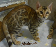 2019-08-19 Madonna, chatte bengale de 12 semaines (4)