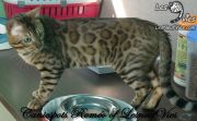 2014-05-29 Chat bengal ROMEO