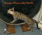 2015-02-19 Chat bengal ROMEO (1)