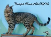 2015-02-19 Chat bengal ROMEO (2)