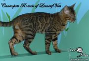 2015-04-19 Chat bengal ROMEO (1)