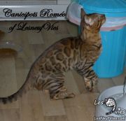 2015-04-19 Chat bengal ROMEO (2)