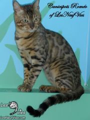 2015-04-19 Chat bengal ROMEO (3)