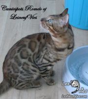 2015-04-19 Chat bengal ROMEO (4)