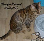 2015-04-19 Chat bengal ROMEO (5)