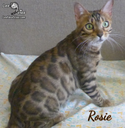 2019-09-29-Rosie-Chatte-bengale-de-16-mois-1