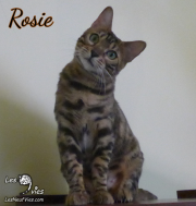 2019-09-29-Rosie-Chatte-bengale-de-16-mois-3