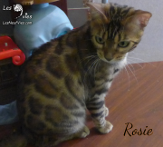 2019-09-29-Rosie-Chatte-bengale-de-16-mois-4