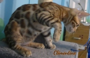 2012-05-07-14-semaines-Clementine-chaton-bengal-1